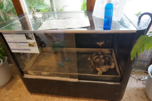 沖縄サンコーストホテルのリクガメ