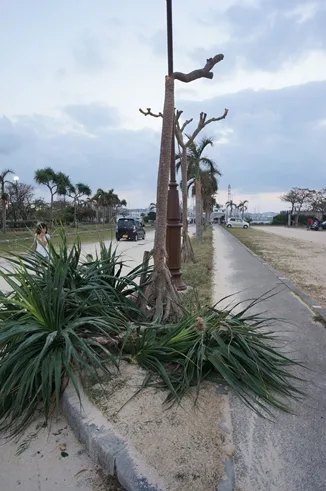 台風ってどんな感じ?