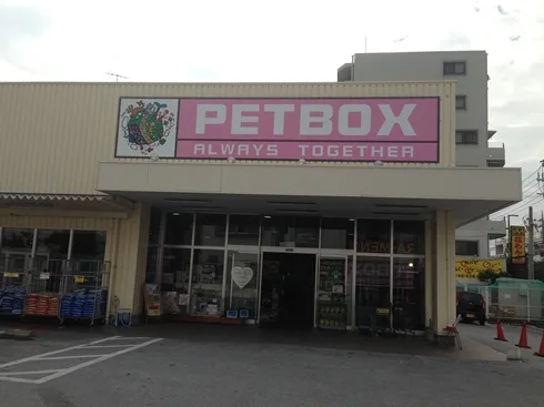 ペットボックス北谷店のリクガメ