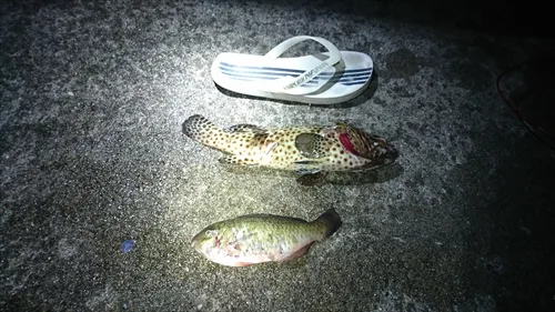 管理人のひとり釣り釣果