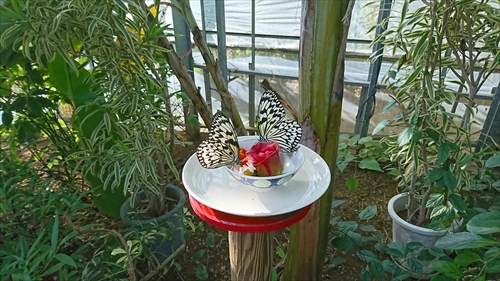 琉宮城蝶々園