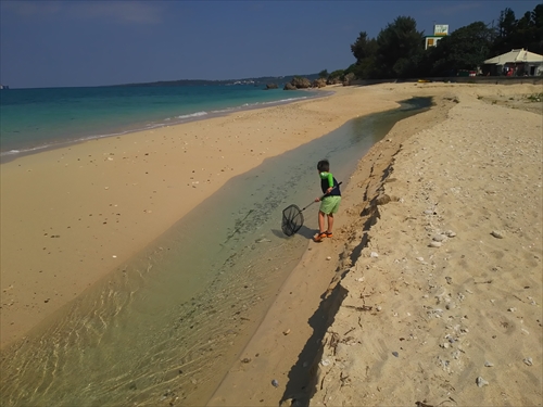 本部の海
