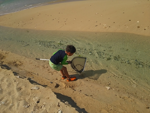 本部の海