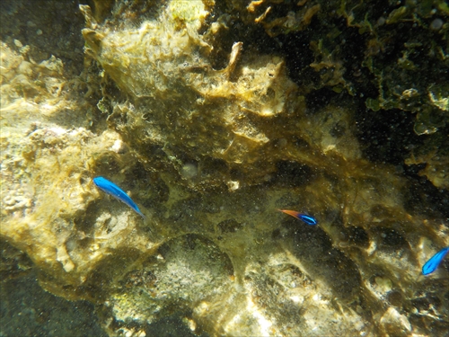 残波ビーチの奥で熱帯魚